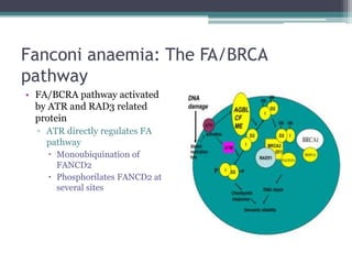 Fanconi anaemia: The FA/BRCA
pathway
• FA/BCRA pathway activated
by ATR and RAD3 related
protein
▫ ATR directly regulates FA
pathway
 Monoubiquination of
FANCD2
 Phosphorilates FANCD2 at
several sites
 