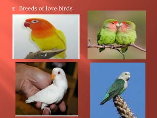  Breeds of love birds
 