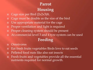 Parrot
Housing
 Cage size per Bird (2x2x3)ft.
 Cage must be double as the size of the bird
 Use appropriate material for the cage
 Proper ventilation and light is required
 Proper cleaning system should be present
 At commercial level 3 and 4 tyre system can be used
Feeding
 Omnivores
 Eat fresh fruits vegetables Birds love to eat seeds
 Pelleted food nuts like also eat insects
 Fresh fruits and vegetables provide all the essential
nutrients required for normal growth.
 