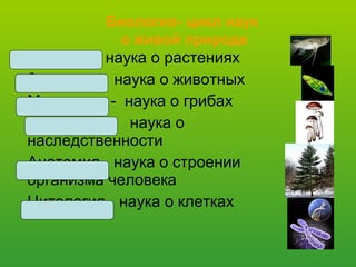 Биология- цикл наук
о живой природе
Ботаника- наука о растениях
Зоология- наука о животных
Микология - наука о грибах
Генетика- наука о
наследственности
Анатомия- наука о строении
организма человека
Цитология- наука о клетках
 
