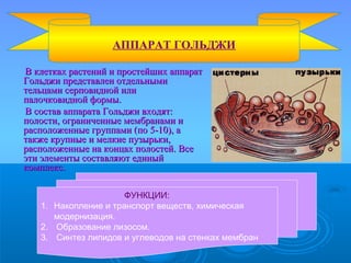 В клетках растений и простейших аппаратВ клетках растений и простейших аппарат
Гольджи представлен отдельнымиГольджи представлен отдельными
тельцами серповидной илительцами серповидной или
палочковидной формы.палочковидной формы.
В состав аппарата Гольджи входят:В состав аппарата Гольджи входят:
полости, ограниченные мембранами иполости, ограниченные мембранами и
расположенные группами (по 5-10), арасположенные группами (по 5-10), а
также крупные и мелкие пузырьки,также крупные и мелкие пузырьки,
расположенные на концах полостей. Всерасположенные на концах полостей. Все
эти элементы составляют единыйэти элементы составляют единый
комплекс.комплекс.
АППАРАТ ГОЛЬДЖИ
ФУНКЦИИ:
1. Накопление и транспорт веществ, химическая
модернизация.
2. Образование лизосом.
3. Синтез липидов и углеводов на стенках мембран
 