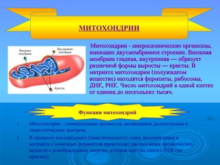 Митохондрии - микроскопические органеллы,Митохондрии - микроскопические органеллы,
имеющие двухмембранное строение. Внешняяимеющие двухмембранное строение. Внешняя
мембрана гладкая, внутренняя — образуетмембрана гладкая, внутренняя — образует
различной формы выросты — кристы. Вразличной формы выросты — кристы. В
матриксе митохондрии (полужидкомматриксе митохондрии (полужидком
веществе) находятся ферменты, рибосомы,веществе) находятся ферменты, рибосомы,
ДНК, РНК. Число митохондрий в одной клеткеДНК, РНК. Число митохондрий в одной клетке
от единиц до нескольких тысяч.от единиц до нескольких тысяч.
МИТОХОНДРИИ
1. Митохондрия - универсальная органелла, являющаяся дыхательным и
энергетическим центром.
2. В процессе кислородного (окислительного) этапа диссимиляции в
матриксе с помощью ферментов происходит расщепление органических
веществ с освобождением энергии, которая идет на синтез АТФ (на
кристах).
Функции митохондрийФункции митохондрий
 