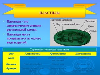  Пластиды - этоПластиды - это
энергетические станцииэнергетические станции
растительной клетки.растительной клетки.
 Пластиды могутПластиды могут
превращаться из одногопревращаться из одного
вида в другой.вида в другой.
ПЛАСТИДЫ
ВидВид ХлоропластыХлоропласты ХромопластыХромопласты ЛейкопластыЛейкопласты
ЦветЦвет ЗелёныйЗелёный Жёлтый, оранжевыйЖёлтый, оранжевый
или красныйили красный
БесцветныйБесцветный
ПегментПегмент Пегмент хлорофилПегмент хлорофил Пегмент естьПегмент есть Пегмента нетПегмента нет
ФункцияФункция Создание органическихСоздание органических
веществвеществ
Придают окраскуПридают окраску Место отложенияМесто отложения
питательных веществпитательных веществ
Характеристика видов пластидов
 
