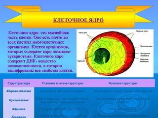 Клеточное ядро- это важнейшаяКлеточное ядро- это важнейшая
часть клетки. Оно есть почти вочасть клетки. Оно есть почти во
всех клетках многоклеточныхвсех клетках многоклеточных
организмов. Клетки организмов,организмов. Клетки организмов,
которые содержат ядро называюткоторые содержат ядро называют
эукариотами. Клеточное ядроэукариотами. Клеточное ядро
содержит ДНК- веществосодержит ДНК- вещество
наследственности, в которомнаследственности, в котором
зашифрованы все свойства клетки.зашифрованы все свойства клетки.
КЛЕТОЧНОЕ ЯДРО
Структура ядраСтруктура ядра Строение и состав структурыСтроение и состав структуры Функции структурыФункции структуры
Ядерная оболочкаЯдерная оболочка Наружная и внутренняя мембранаНаружная и внутренняя мембрана Обмен веществ между ядром и цитоплазмойОбмен веществ между ядром и цитоплазмой
НуклеоплазмаНуклеоплазма
Жидкое вещество, в его составе – белки ,Жидкое вещество, в его составе – белки ,
ферменты, нуклеиновые кислотыферменты, нуклеиновые кислоты
Это внутренняя среда ядра – накоплениеЭто внутренняя среда ядра – накопление
веществвеществ
ЯдрышкоЯдрышко Содержит молекулы ДНК и белокСодержит молекулы ДНК и белок Синтез рибосомной РНКСинтез рибосомной РНК
ХроматинХроматин Содержит хромосомы (см. цепь храненияСодержит хромосомы (см. цепь хранения Содержит наследственную информацию,Содержит наследственную информацию,
 
