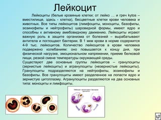 Лейкоцит
Лейкоциты (белые кровяные клетки; от лейко … и греч kytos –
вместилище, здесь - клетка), бесцветные клетки крови человека и
животных. Все типы лейкоцитов (лимфоциты, моноциты, базофилы,
эозинофилы и нейтрофилы) шаровидной формы, имеют ядро и
способны к активному амебовидному движению. Лейкоциты играют
важную роль в защите организма от болезней – вырабатывают
антитела и поглощают бактерии. В 1 мкм крови в норме содержится
4-9 тыс. лейкоцитов. Количество лейкоцитов в крови человека
подвержено колебаниям: оно повышается к концу дня, при
физической нагрузке, эмоциональном напряжении, приеме белковой
пищи, резкой смене температуры окружающей среды.
Существуют две основные группы лейкоцитов – гранулоциты
(зернистые лейкоциты) и агранулоциты (незернистые лейкоциты).
Гранулоциты подразделяются на нейтрофилы, эозинофилы и
базофилы. Все гранулоциты имеют разделенное на лопасти ядро и
зернистую цитоплазму. Агранулоциты разделяются на два основных
типа: моноциты и лимфоциты.
 