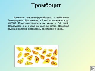 Тромбоцит
Кровяные пластинки(тромбоциты) – небольшие
безъядерные образования, в 1 мм3
их содержится до
400000. Продолжительность их жизни – 5-7 дней.
Образуются они в красном костном мозге. Основная
функция связана с процессом свёртывания крови.
 
