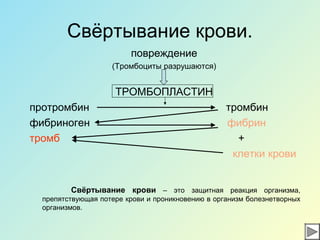 Свёртывание крови.
повреждение
(Тромбоциты разрушаются)
ТРОМБОПЛАСТИН
протромбин тромбин
фибриноген фибрин
тромб +
клетки крови
Свёртывание крови – это защитная реакция организма,
препятствующая потере крови и проникновению в организм болезнетворных
организмов.
 