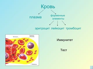 Кровь
плазма
форменные
элементы
эритроцит лейкоцит тромбоцит
Тест
Иммунитет
 