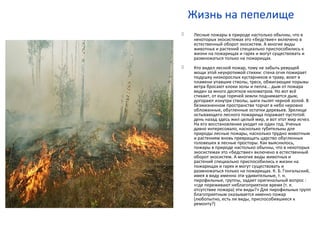 Жизнь на пепелище
 Лесные пожары в природе настолько обычны, что в
некоторых экосистемах это «бедствие» включено в
естественный оборот экосистем. А многие виды
животных и растений специально приспособились к
жизни на пожарищах и гарях и могут существовать и
размножаться только на пожарищах.
 Кто видел лесной пожар, тому не забыть ревущей
мощи этой неукротимой стихии: стена огня пожирает
подушку низкорослых кустарников и траву, воют в
пламени упавшие стволы, треск, обжигающие порывы
ветра бросают клоки золы и пепла... дым от пожара
виден за много десятков километров. Но вот всё
стихает, от еще горячей земли поднимается дым,
догорают изнутри стволы, шаги пылят черной золой. В
безжизненном пространстве торчат в небо неровно
обломанные, обугленные остатки деревьев. Зрелище
остывающего лесного пожарища поражает пустотой:
день назад здесь жил целый мир, и вот этот мир исчез.
На его восстановление уходит не один год. Ученых
давно интересовало, насколько губительны для
природы лесные пожары, насколько трудно животным
и растениям вновь превращать царство обугленных
головешек в лесные просторы. Как выяснилось,
пожары в природе настолько обычны, что в некоторых
экосистемах это «бедствие» включено в естественный
оборот экосистем. А многие виды животных и
растений специально приспособились к жизни на
пожарищах и гарях и могут существовать и
размножаться только на пожарищах. К. Б. Гонгальский,
имея в виду именно эти удивительные, т. н.
пирофильные, группы, задает оригинальный вопрос :
«где переживают неблагоприятное время (т. е.
отсутствие пожара) эти виды?» Для пирофильных групп
благоприятным оказывается именно пожар
(любопытно, есть ли виды, приспособившиеся к
ремонту?)
 