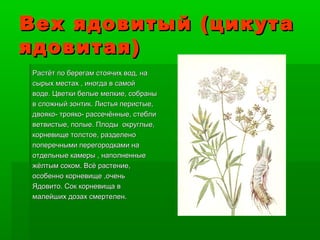 Цикута Ядовитая Фото