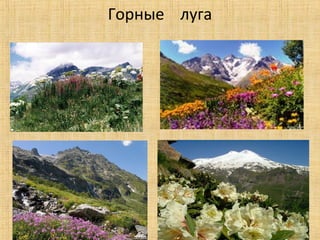Горные луга
 