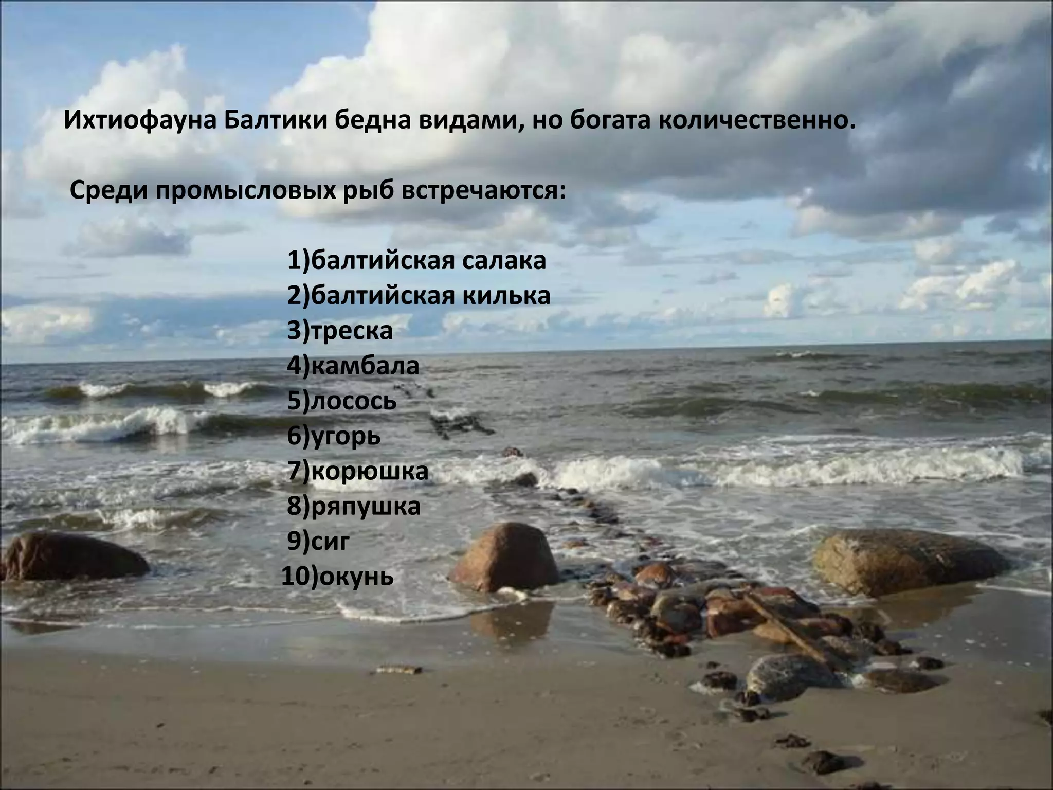 Ихтиофауна Балтики бедна видами, но богата количественно.

Среди промысловых рыб встречаются:

               1)балтийская салака
               2)балтийская килька
               3)треска
               4)камбала
               5)лосось
               6)угорь
               7)корюшка
               8)ряпушка
               9)сиг
               10)окунь
 