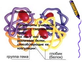 Тромбоциты участвуют в
процессе свертывания
крови,
так как у них есть
различные белки,
способствующие ее
коагуляции.
Тромбоциты
 