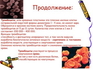 Продолжение:
Тромбоциты участвуют в процессе
свертывания крови,
так как у них есть различные белки,
способствующие ее коагуляции.
Тромбоциты, или кровяные пластинки это плоские мелкие клетки
неправильной округлой формы диаметром 1 – 4 мкм, не имеют ядра.
Образуются в красном костном мозгу. Продолжительность жизни
тромбоцитов от 5 до 11 суток. Количество этих клеток в 1 мм 3
составляет 200 000 – 400 000.
Функции тромбоцитов:
способность к фагоцитозу инородных тел, в том числе вирусов
выработка биологически активных веществ – серотонина и гистамина
выработка веществ, участвующих в свертывании крови.
Снижение количества тромбоцитов ведет к снижению свертываемости
крови.
 
