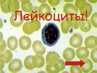 Лейкоциты!
 