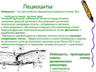 Лецкоциты:
Лейкоциты – это группа белых (бесцветных) кровяных клеток. Все
лейкоциты имеют крупное ядро.
Основной функцией лейкоцитов является осуществление
иммунных реакций организма: они разрушают различные
генетически чужеродные агенты, попадающие в организм,
а также разрушают собственные отмершие или измененные клетки.
Защитная функция лейкоцитов осуществляется путем фагоцитоза и
выработкой антител.
Лейкоциты вырабатываются в красном костном мозгу из стволовых
лимфоидных клеток. Продолжительность жизни лейкоцитов в среднем
от нескольких суток до нескольких десятков суток. Более 50 % всех
лейкоцитов находятся за пределами сосудистого русла – в различных
тканях.
Лейкоциты, проходящие
сквозь стенку
кровеносного
капилляра.
1.эритроциты
 