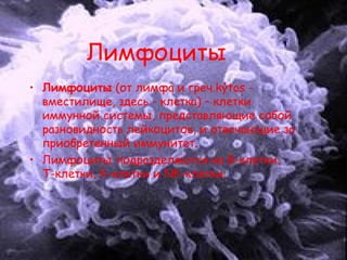 Лимфоциты
• Лимфоциты (от лимфа и греч.kýtos -
вместилище, здесь - клетка) – клетки
иммунной системы, представляющие собой
разновидность лейкоцитов, и отвечающие за
приобретенный иммунитет.
• Лимфоциты подразделяются на В-клетки,
Т-клетки, К-клетки и NК-клетки.
 