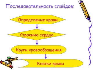 Последовательность слайдов:
Определение крови
Строение сердца
Круги кровообращения
Клетки крови
 