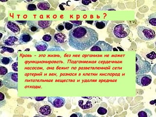 Кровь - это жизнь, без нее организм не может
функционировать. Подгоняемая сердечным
насосом, она бежит по разветвленной сети
артерий и вен, разнося в клетки кислород и
питательные вещества и удаляя вредные
отходы.
Ч т о т а к о е к р о в ь ?
 