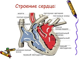 Строение сердца:
 