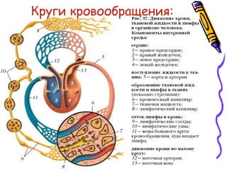 Круги кровообращения:
 