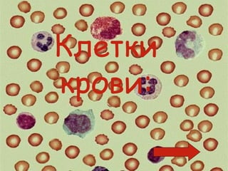 Клетки
крови:
 