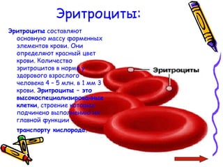 Эритроциты:
Эритроциты составляют
основную массу форменных
элементов крови. Они
определяют красный цвет
крови. Количество
эритроцитов в норме у
здорового взрослого
человека 4 – 5 млн. в 1 мм 3
крови. Эритроциты – это
высокоспециализированные
клетки, строение которых
подчинено выполнению их
главной функции -
транспорту кислорода.
 