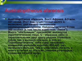 Australopithecus afarensis
 Australopithecus afarensis Вост. Африка, 4-3 млн.
лет назад. Этот вид существовал долго и,
возможно, дал начало нескольким
эволюционным линиям. Найдены остатки более
300 особей (в том числе известная "Люси").
Много "обезьяньих" признаков: вытянутое
(прогнатическое) лицо, U - образное нёбо (с
параллельными друг другу рядами коренных
зубов, как у высших обезьян, в отл. от
"параболического" нёба совр. человека);
маленькая мозговая коробка (430 куб. см.,
ненамного больше, чем у шимпанзе). Но есть и
много отличий от обезьян, главное из которых -
хождение на двух ногах.
 
