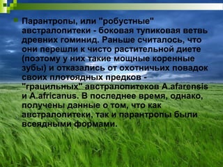  Парантропы, или "робустные"
австралопитеки - боковая тупиковая ветвь
древних гоминид. Раньше считалось, что
они перешли к чисто растительной диете
(поэтому у них такие мощные коренные
зубы) и отказались от охотничьих повадок
своих плотоядных предков -
"грацильных" австралопитеков A.afarensis
и A.africanus. В последнее время, однако,
получены данные о том, что как
австралопитеки, так и парантропы были
всеядными формами.
 