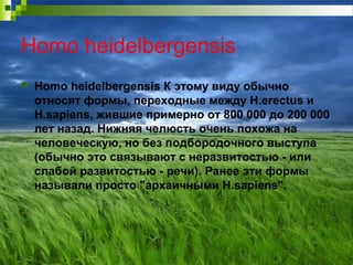 Homo heidelbergensis
 Homo heidelbergensis К этому виду обычно
относят формы, переходные между H.erectus и
H.sapiens, жившие примерно от 800 000 до 200 000
лет назад. Нижняя челюсть очень похожа на
человеческую, но без подбородочного выступа
(обычно это связывают с неразвитостью - или
слабой развитостью - речи). Ранее эти формы
называли просто "архаичными H.sapiens".
 