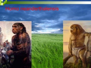Homo neanderthalensis
 