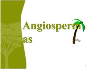 GimnospermasSequoiasTamarackGinkgobilobaAraucáriaPinheiro9