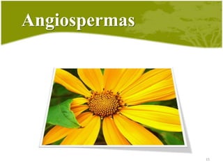 Angiospermas13