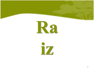 Frutíferas, fornecem alimento rico em vitaminas;Raiz, caule e folha17