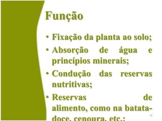 Objetivos da AulaCompreender a importância dos orgãos vegetativos para o desenvolvimento das angiospermas;Destacar as principais estruturas das plantas e descrever a sua importância para o homem;18