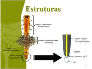 FunçãoFixação da planta ao solo;Absorção de água e princípios minerais;Condução das reservas nutritivas;Reservas de alimento, como na batata-doce, cenoura, etc.;20