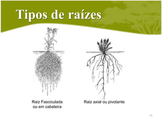 CaracterísticasGeotropismo positivo;Geralmente subterrâneas, com exceção das raízes aéreas;São aclorofiladas com exceção das orquídeas e das raízes aéreas;21