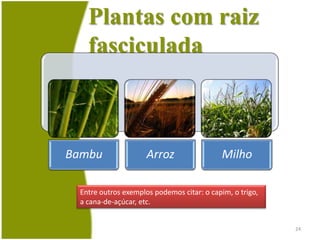 EstruturasRegião suberosa ou de ramificaçãoRegião pilífera (zona de absorção)Região lisa(zona de crescimento)Coifa ou caliptraou peleorriza22