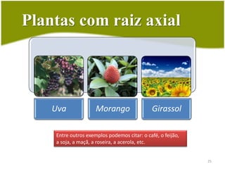 Tipos de raízesRaiz Fasciculadaou em cabeleiraRaiz axial ou pivotante23