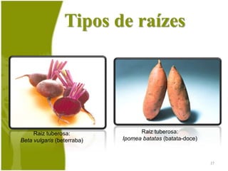 Plantas com raiz axial25Entre outros exemplos podemos citar: o café, o feijão,a soja, a maçã, a roseira, a acerola, etc.