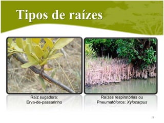 Tipos de raízesRaízes aquáticas:SpirodelapolyrhizaRaiz aérea de plantasEpífitas: orquídea26