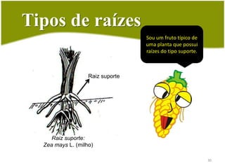 Tipos de raízesRaízes respiratórias ouPneumatóforos: XylocarpusRaiz sugadora:Erva-de-passarinho28