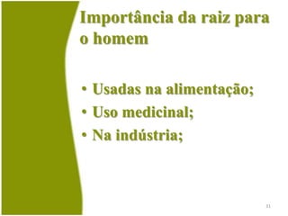 Tipos de raízesRaízes TabularesFigueiraSumaúma29