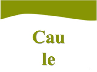 30Tipos de raízesSou um fruto típico deuma planta que possuiraízes do tipo suporte.Raiz suporteRaiz suporte:Zea mays L. (milho)