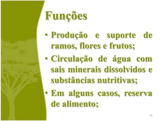 Importância da raiz para o homemUsadas na alimentação;Uso medicinal;Na indústria;31