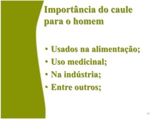 FunçõesProdução e suporte de ramos, flores e frutos;Circulação de água com sais minerais dissolvidos e substâncias nutritivas;Em alguns casos, reserva de alimento;33