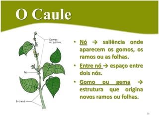 Características34Geotropismo negativo;Fototropismo positivo;Corpo dividido em nós e entre nós;Geralmente aclorofilado;Presença de folhas e botões vegetativos;
