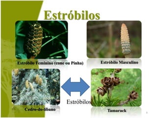 Gimnospermas (Coníferas)Do grego, gimnos = nua e sperma = semente;Inovações evolutivas: formação de grãos de pólen, de óvulos ou estruturas análogas e produção de sementes.As estruturas de reprodução são os estróbilos, ou cones;5