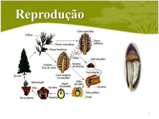 EstróbilosEstróbilo MasculinoEstróbilo Feminino (cone ou Pinha)Estróbilos6Cedro-do-líbanoTamarack