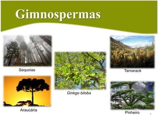 Importância para o homemCuide bem da Natureza! Nós precisamos dela.São muito utilizadas na extração de madeira, papel, gomas e resinas que são usadas como substâncias anti-sépticas, são usadas também como plantas ornamentais, para decorar jardins de casas, empresas, condomínios, clubes e etc.8
